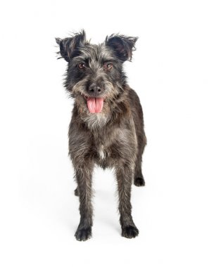 karışık cins terrier köpek