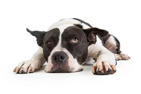 Büyük azman köpek — Stok fotoğraf