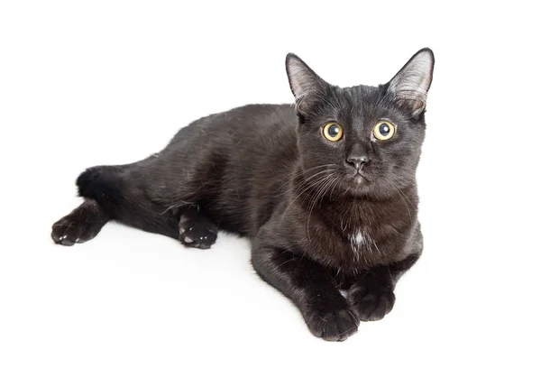可愛い黒猫 — ストック写真