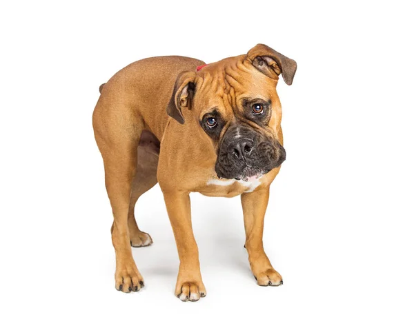 Boxer mixed breed dog — Stock Photo, Image