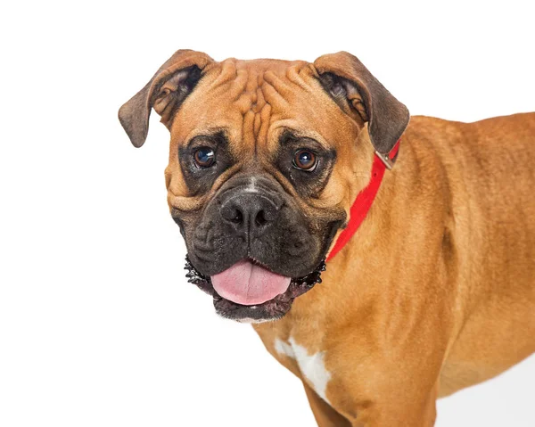 Boxer cane di razza mista — Foto Stock