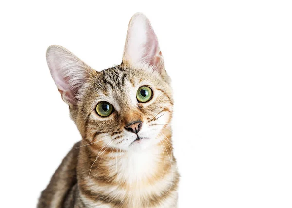 Милый котенок со сладким выражением лица — стоковое фото