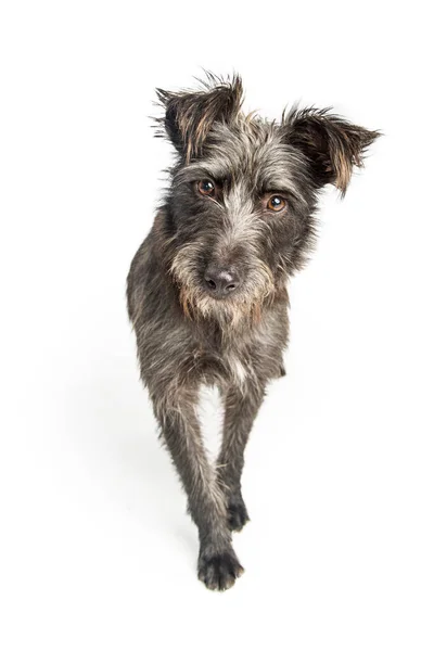 Pis karışık terrier doğurmak köpek — Stok fotoğraf