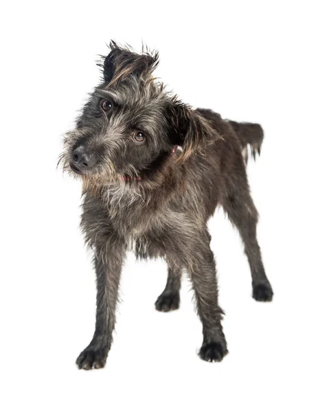 Nieuwsgierig Terrier hond — Stockfoto