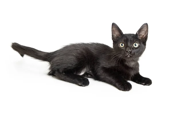 Sevimli küçük siyah yavru kedi — Stok fotoğraf