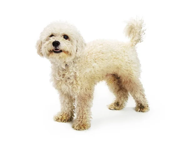 Cute white Bichon crossbreed dog — Stock Photo, Image