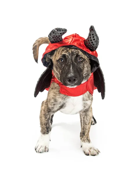 Hond in Halloween kostuum duivel — Stockfoto