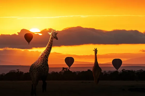 Jerapah Berjalan Ke Matahari Terbit di Afrika — Stok Foto