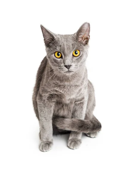 Vackra blå grå kappa katt — Stockfoto