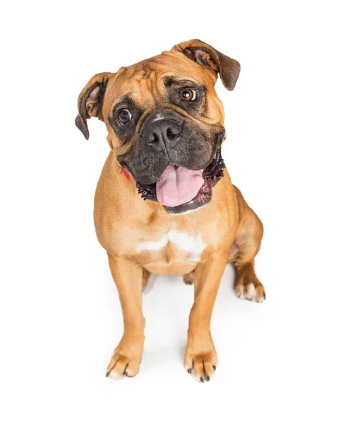 Boxer cão com expressão feliz — Fotografia de Stock