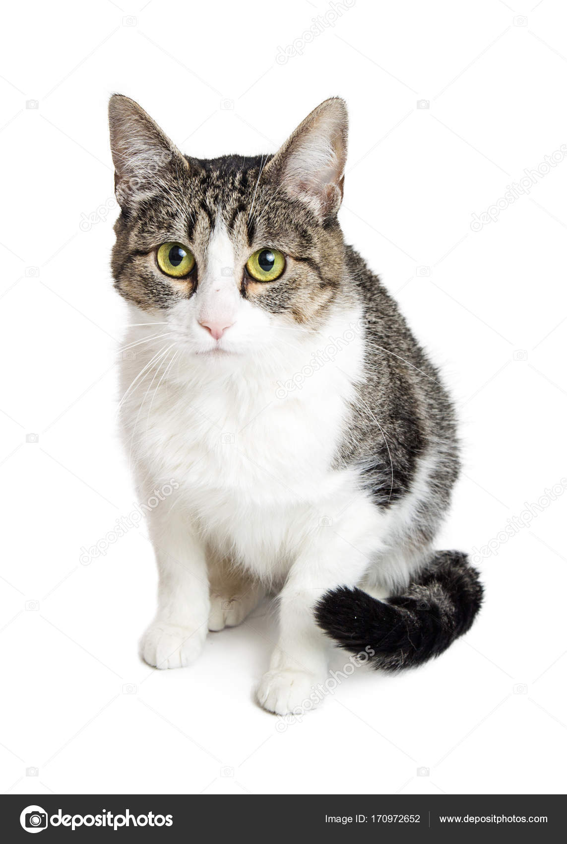 Brown And White Tabby Cat