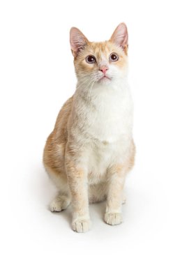 mavi gözlü turuncu ve beyaz kedi