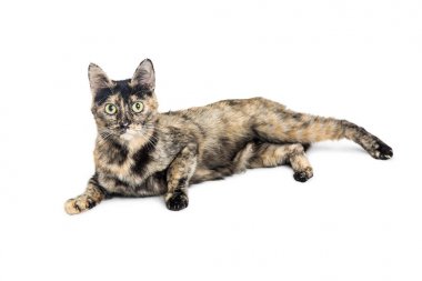 Kaplumbağa kabuğu ceket ile güzel kedi 