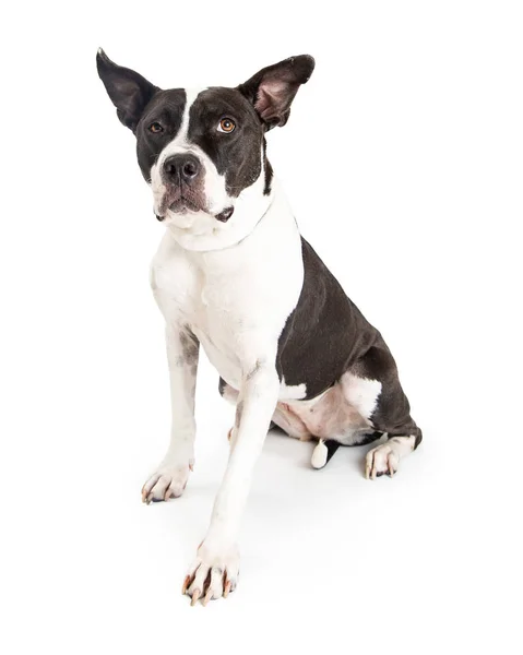 Большая порода чёрно-белая собака — стоковое фото