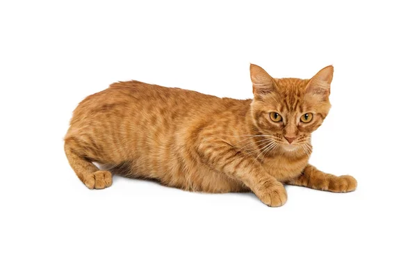 Gato naranja Tabby — Foto de Stock