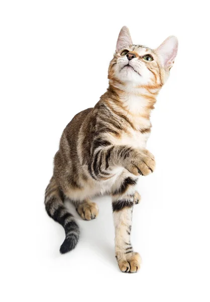 Oynak tabby yavru kedi — Stok fotoğraf