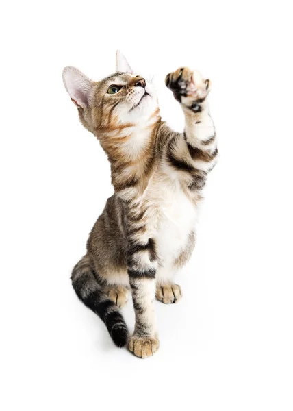 Bonito tabby gatinho levantando pata — Fotografia de Stock