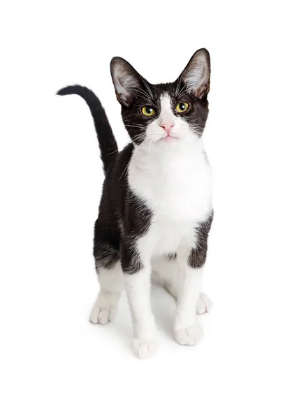 Cute tuxedo cat — Stock Photo, Image