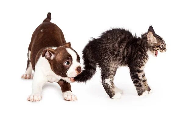 Cachorro divertido mordiendo cola de gatito — Foto de Stock