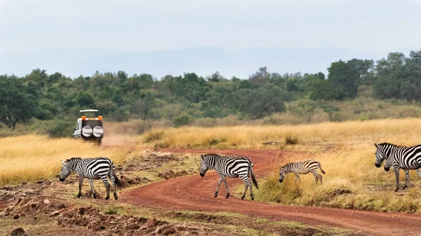 Zebry, chůze po silnici — Stock fotografie