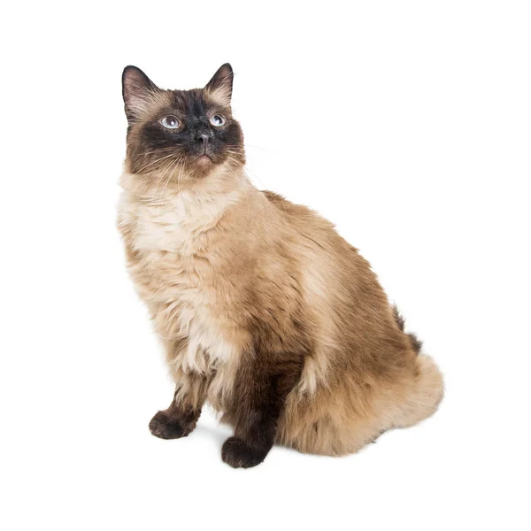 Siamese crossbreed cat — Stock Photo, Image