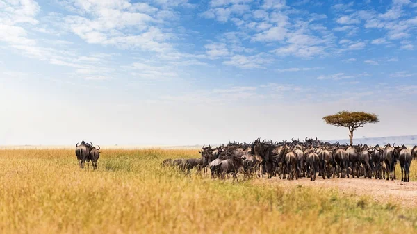 Alanında otlatma antilop sürüsü — Stok fotoğraf