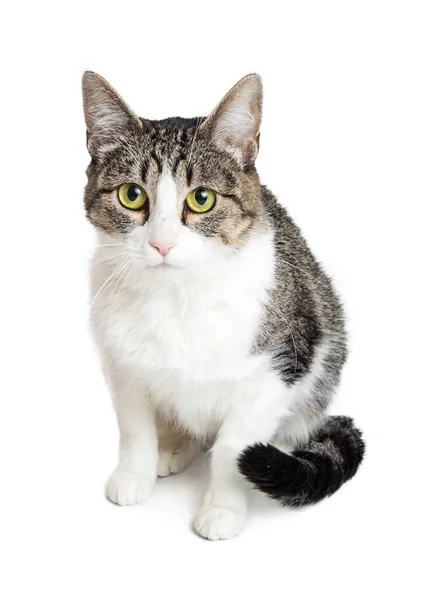 Tabby cat with grey and brown markings — Stock Photo, Image