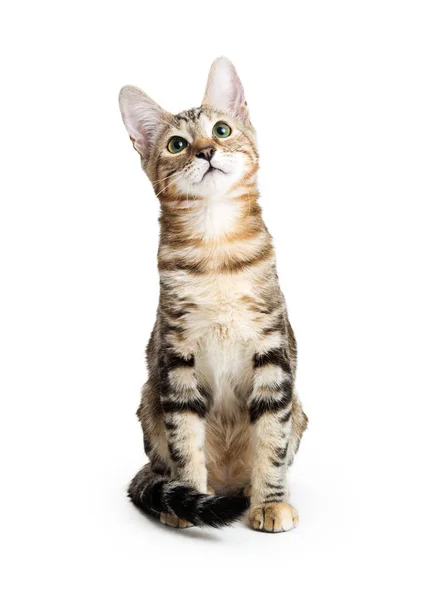 Cute young brown and black tabby kitten — Stock Photo, Image