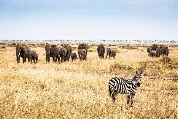 Zebra mit großer Elefantenherde — Stockfoto
