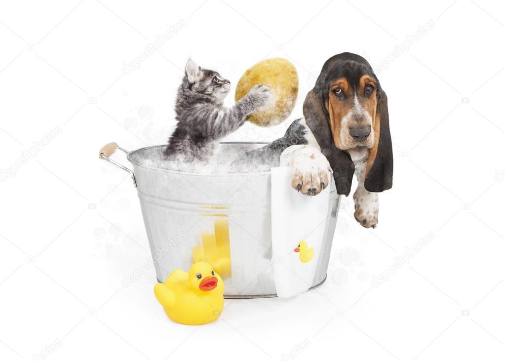  kitten washing back of dog in tub