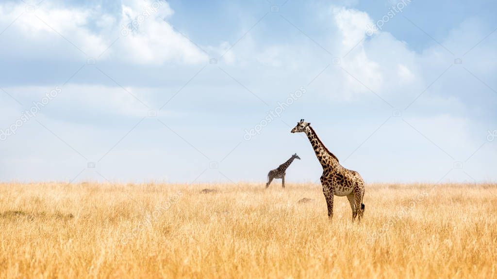 Masai giraffes walking through grass 