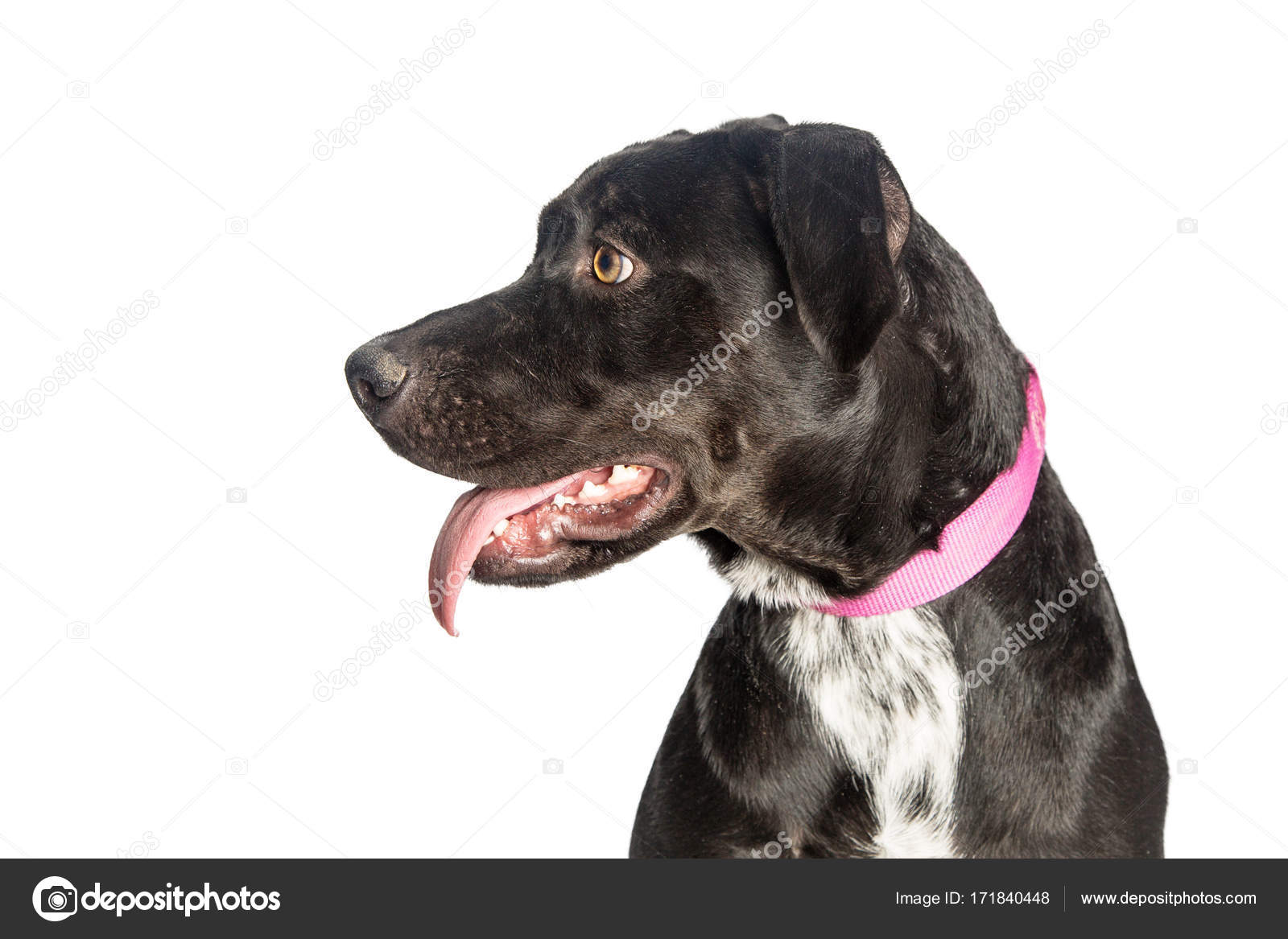 혼합된 하는 검은 래브라도 리트리버 강아지 — 스톡 사진 © adogslifephoto #171840448, image size:1600x1167