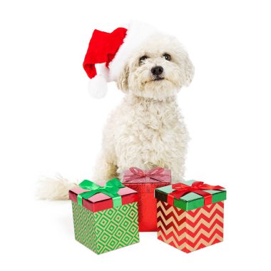 sevimli beyaz Bichon azman köpek 