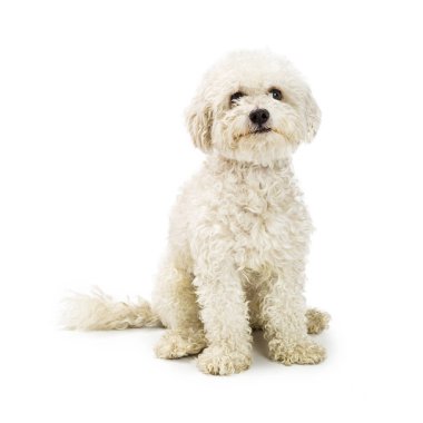 sevimli beyaz Bichon azman köpek