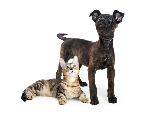 Štěně stojící poblíž malého tříbarevné kotě — Stock fotografie