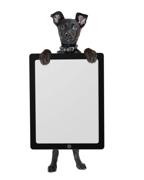 Черный щенок держит планшетный компьютер — стоковое фото
