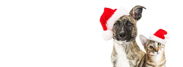 Rasse Hund und Kätzchen in Weihnachtsmützen — Stockfoto
