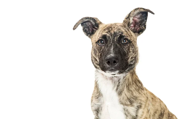 Cute small mixed breed dog — Stock Photo, Image