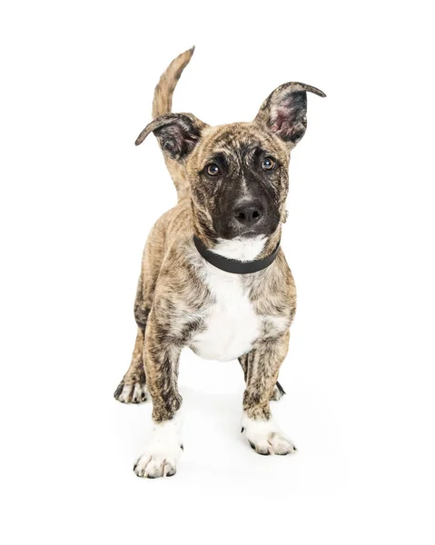 Cute small mixed breed dog — Stock Photo, Image