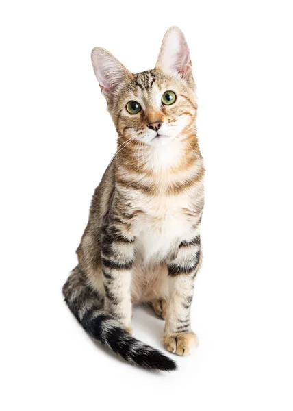 Carino giovane gattino tabby — Foto Stock