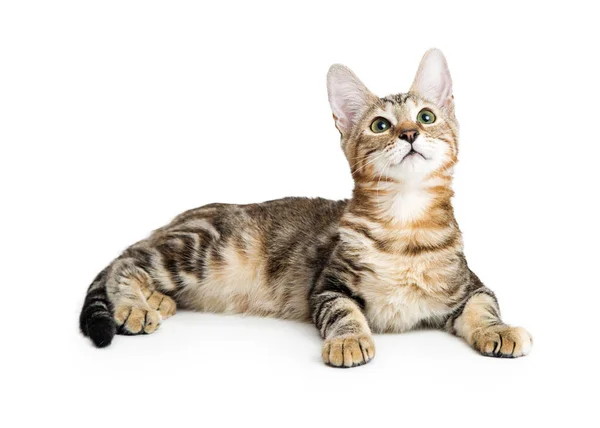 Sevimli genç tabby yavru kedi — Stok fotoğraf