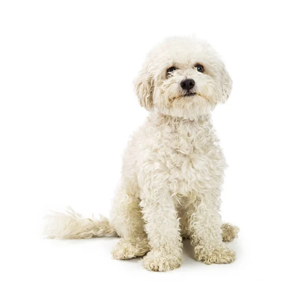 Biały pies mieszaniec Dwuchromian — Zdjęcie stockowe