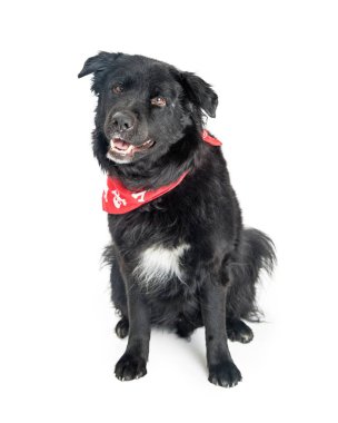 Kırmızı Bandana takan büyük siyah köpek