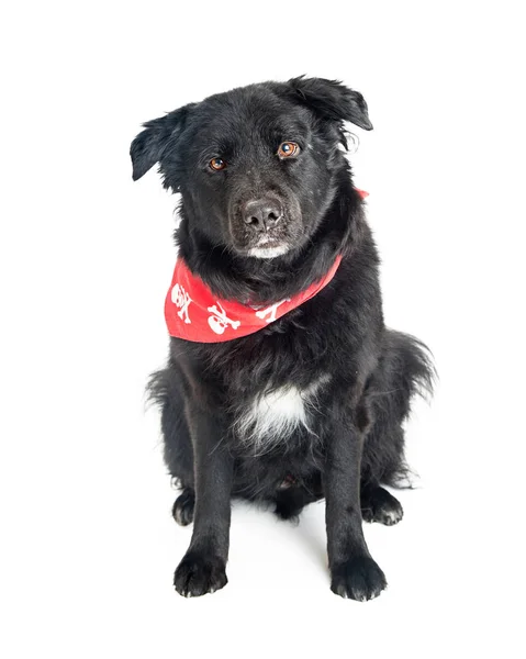 Gran Perro Negro con Bandana Roja —  Fotos de Stock