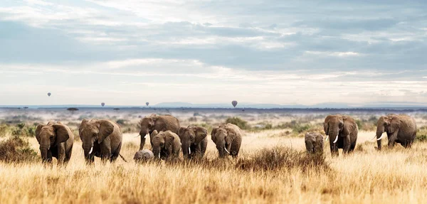群在肯尼亚大象 — 图库照片