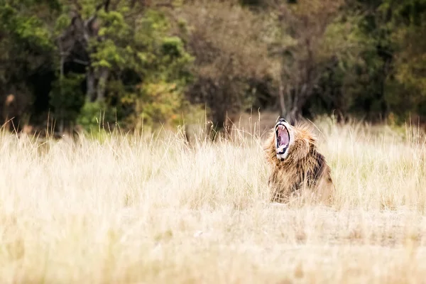 Lion zívání v trávě — Stock fotografie