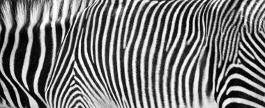Zebra yatay kırpma yazdırma