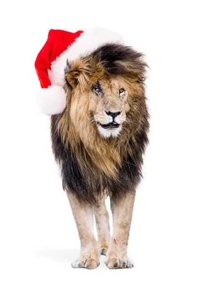 아프리카 사자 입고 산타 모자 — 스톡 사진