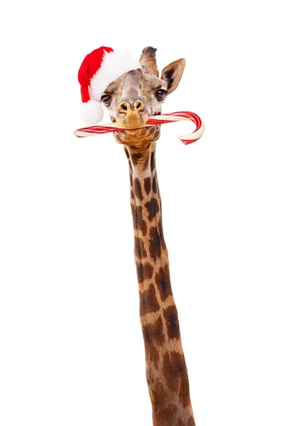 Girafa de Natal com Candy Cane — Fotografia de Stock