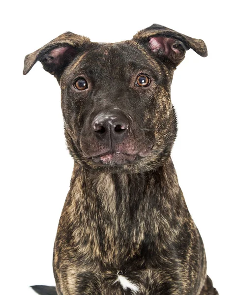 Crossbred brindle terrier perro — Foto de Stock